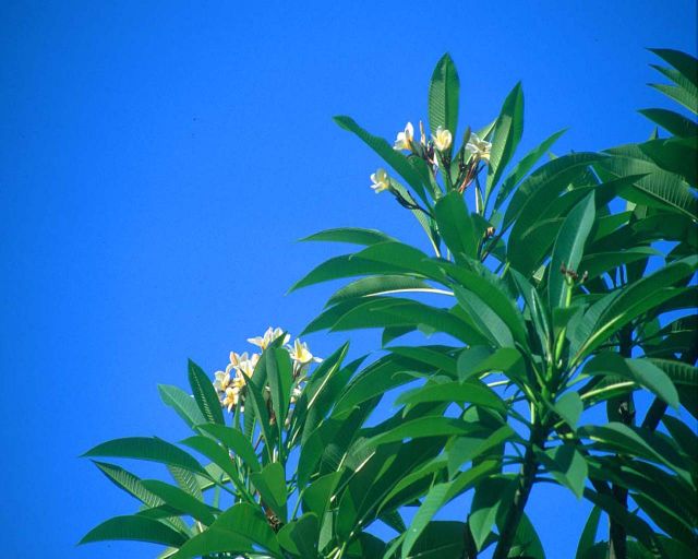 DPS Bali Frangipani flowers b.jpg